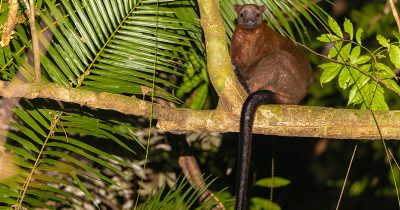 Bennett’s Tree Kangaroo