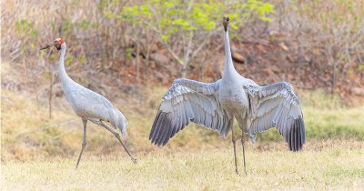 Brolga