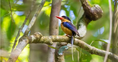 Buff-breasted Paradise Kingfisher