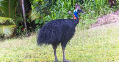 Southern Cassowary