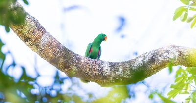 Eclectus Parrot