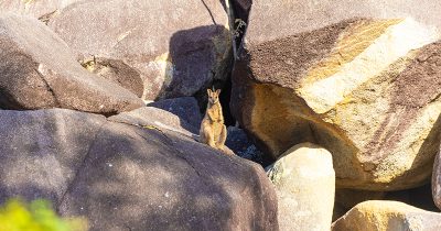 Godman’s Rock Wallaby