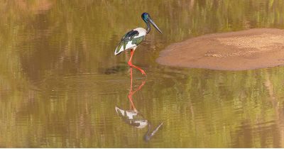 Black-necked Stork (Jabiru)