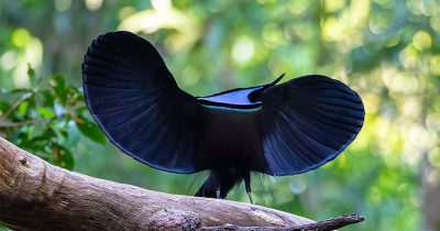 Magnificent Riflebird