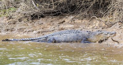 Saltwater Crocodile
