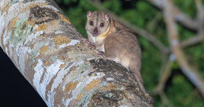 Southern Common Cuscus