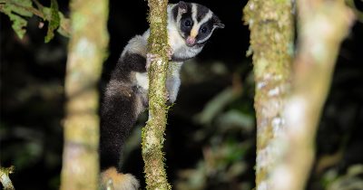 Striped Possum