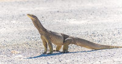 Yellow-spotted Monitor