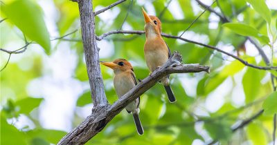 Yellow-billed Kingfisher 